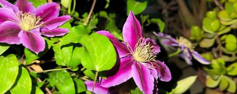 铁线莲的栽培注意事项，应特别注意排水