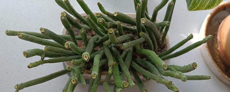 膨珊瑚的修剪方法，把过长的枝条剪短可避免植株徒长