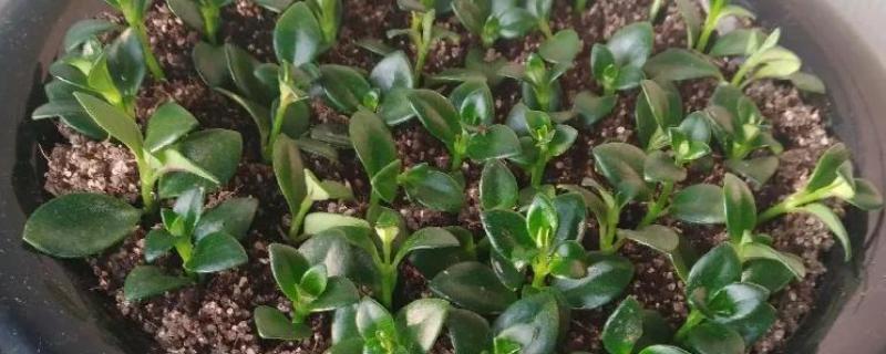 金鱼吊兰的扦插方式，用高锰酸钾溶液浸泡消毒后再插入土壤中