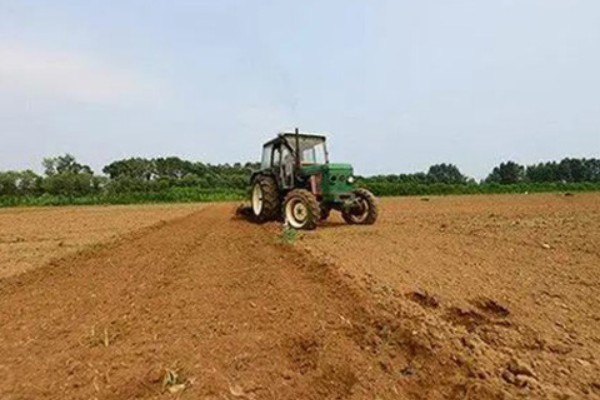 佛手的种植方式，播种前先浸种2-3小时