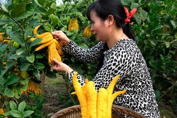 佛手的种植方式，播种前先浸种2-3小时