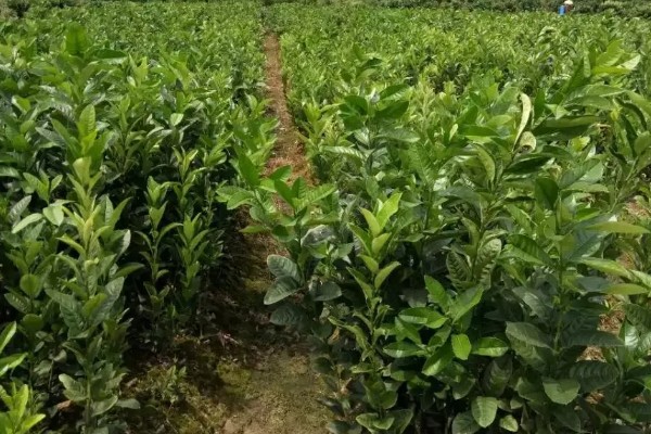 佛手的种植方式，播种前先浸种2-3小时