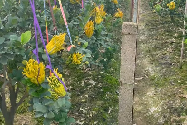 佛手的种植方式，播种前先浸种2-3小时