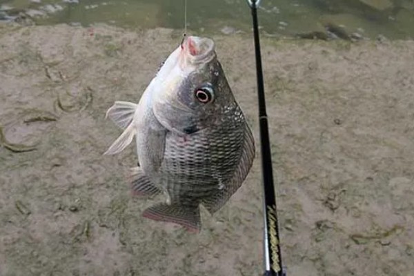 罗非鱼什么时候钓，最佳时间是4-10月