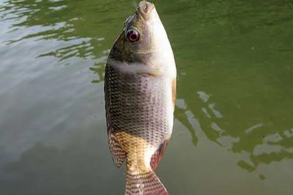 罗非鱼什么时候钓，最佳时间是4-10月