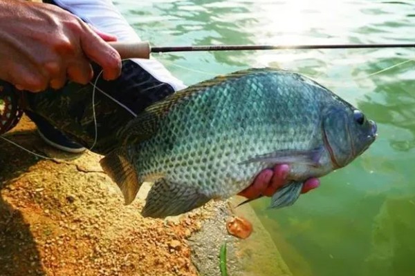 罗非鱼什么时候钓，最佳时间是4-10月