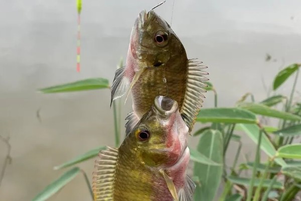 罗非鱼什么时候钓，最佳时间是4-10月