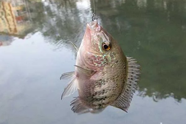 罗非鱼什么时候钓，最佳时间是4-10月