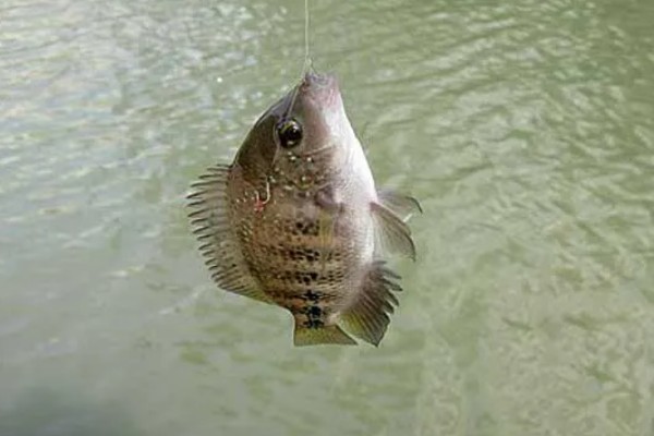 罗非鱼什么时候钓，最佳时间是4-10月