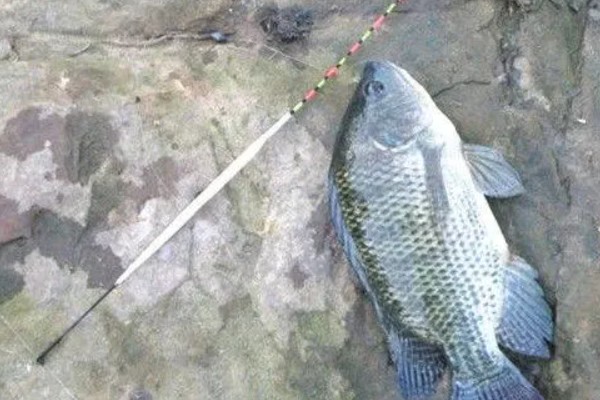 罗非鱼什么时候钓，最佳时间是4-10月