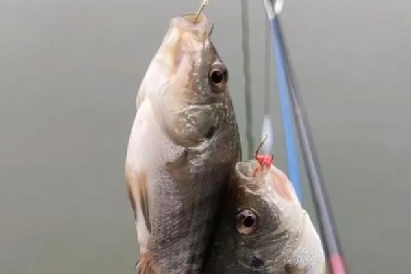 罗非鱼什么时候钓，最佳时间是4-10月