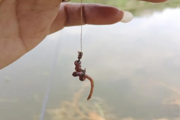 罗非鱼什么时候钓，最佳时间是4-10月