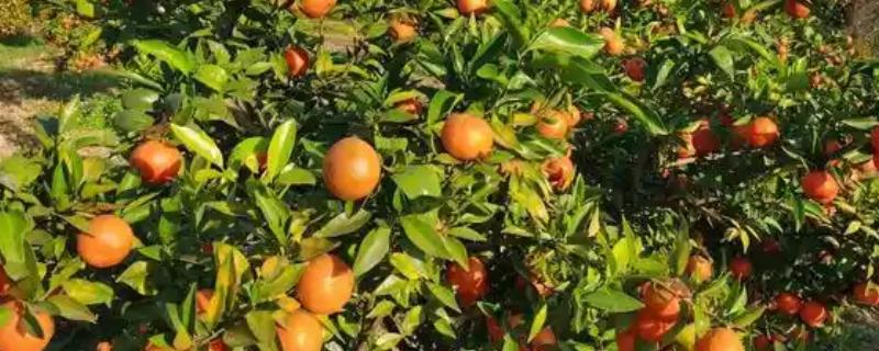 柑橘苗的优良品种，推荐红美人、金柑等