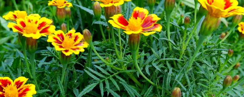 孔雀草为何会死亡，可能是遇到强光、缺水等原因造成