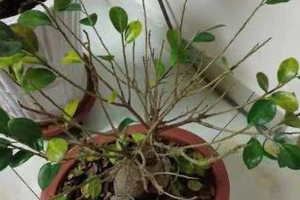榕树盆景掉叶子怎么办，坚持不干不浇、浇则浇透的原则