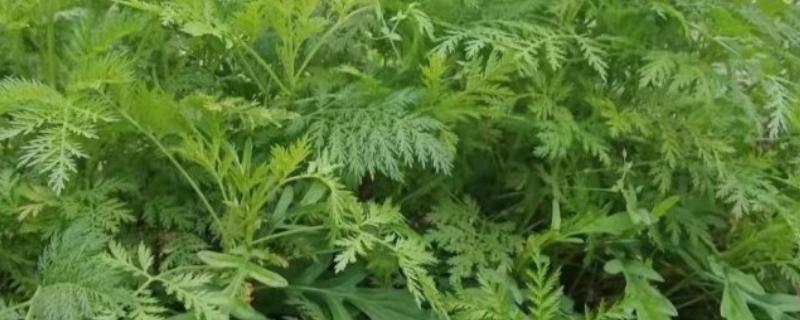 青蒿如何繁殖，可种子繁殖、扦插繁殖等