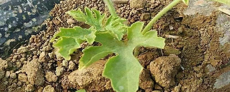 西瓜苗发生僵苗后怎么解决，要为其采取控温措施