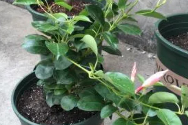 双喜藤的花语，寓意希望、爱情等