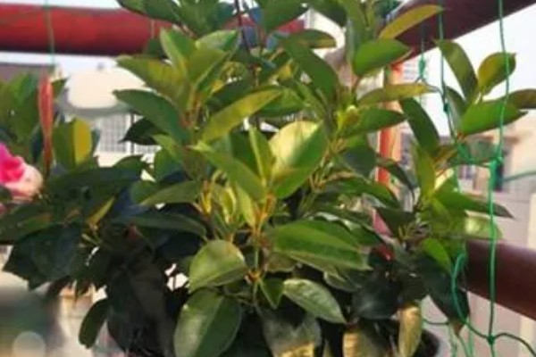 双喜藤的花语，寓意希望、爱情等