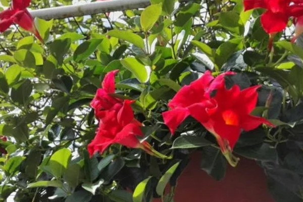 双喜藤的花语，寓意希望、爱情等