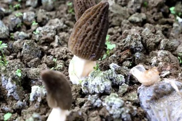 羊肚菌不长菌霜的原因，可能是温度过高所致