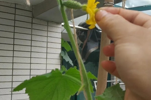 6月份种黄瓜几天可以出苗，需要12天左右