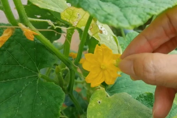 6月份种黄瓜几天可以出苗，需要12天左右