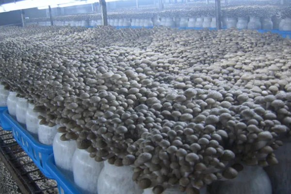 平菇怎么种植，生长旺期追施腐熟的农家肥