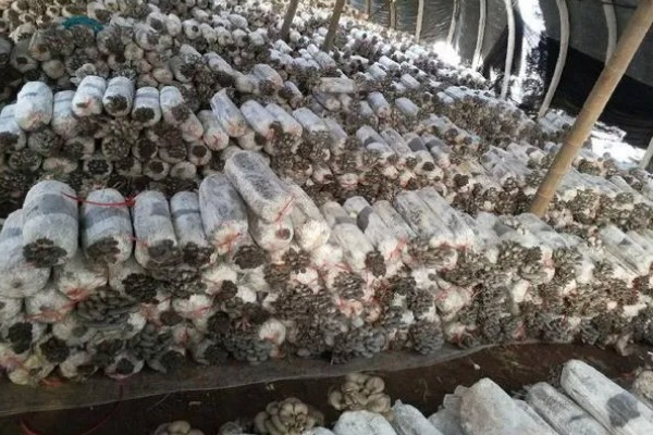 平菇怎么种植，生长旺期追施腐熟的农家肥