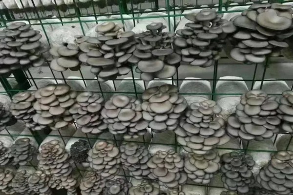 平菇怎么种植，生长旺期追施腐熟的农家肥