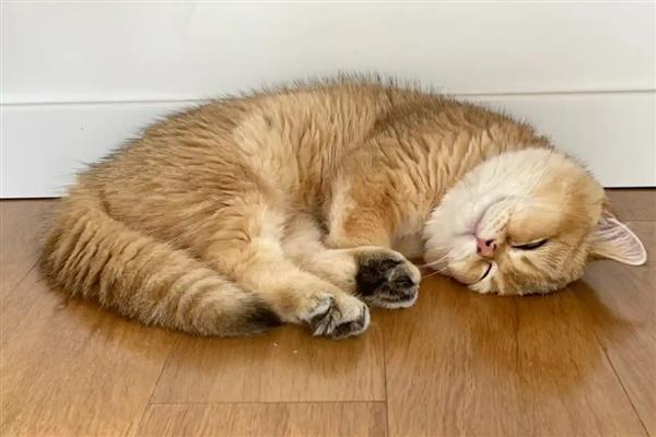 猫咪心脏病能不能治好，大部分只能控制病情无法根治