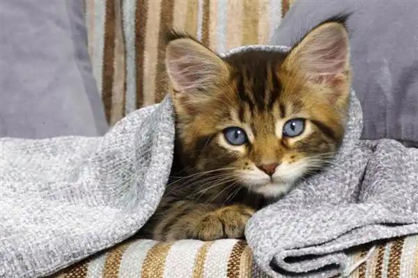 猫咪心脏病能不能治好，大部分只能控制病情无法根治