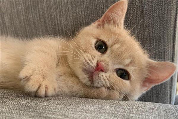 猫咪心脏病能不能治好，大部分只能控制病情无法根治