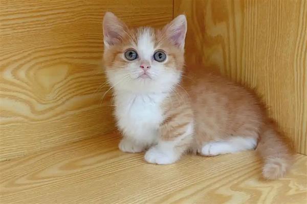 猫咪心脏病能不能治好，大部分只能控制病情无法根治