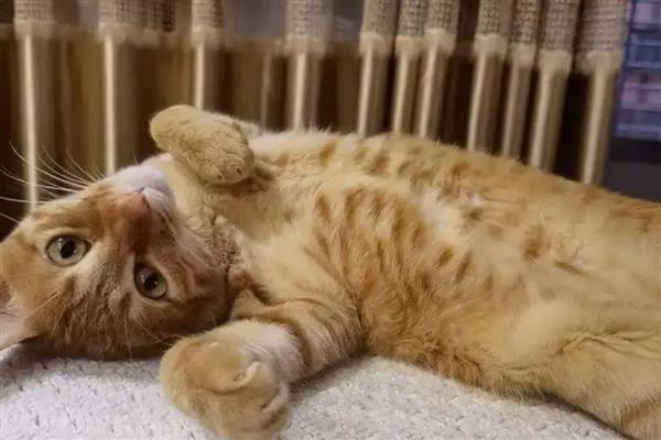 猫咪心脏病能不能治好，大部分只能控制病情无法根治