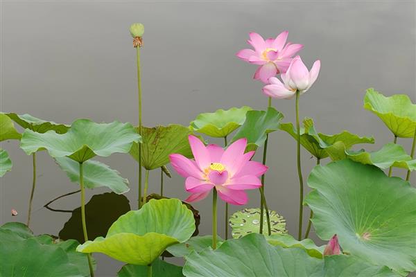 荷花会不会污染水质，荷花不会污染水质
