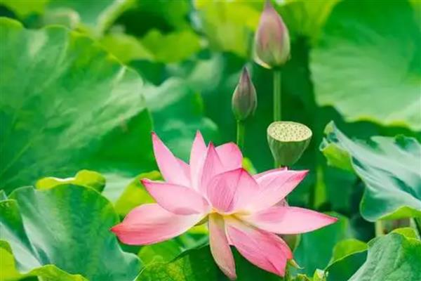 荷花会不会污染水质，荷花不会污染水质