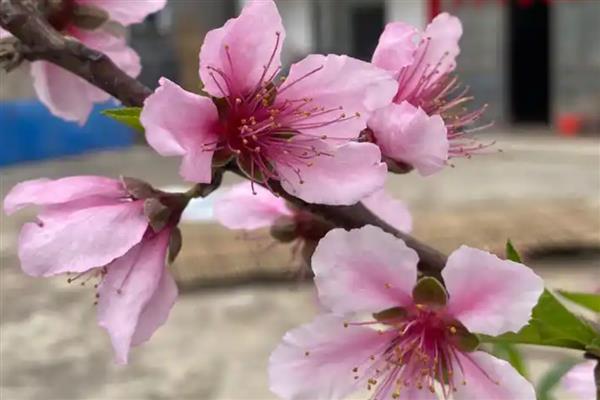 水蜜桃的花是什么颜色,是粉红色的