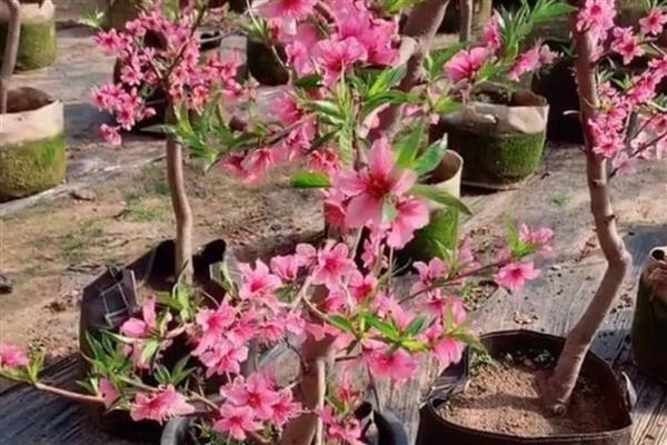 水蜜桃的花是什么颜色,是粉红色的