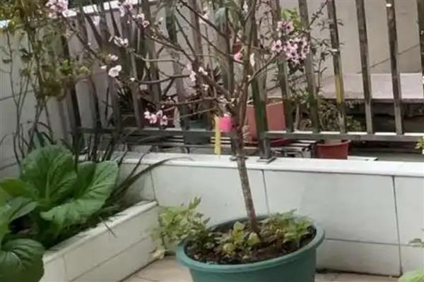 水蜜桃的花是什么颜色,是粉红色的