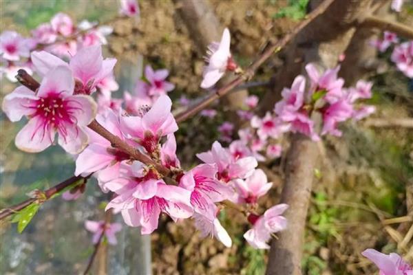 水蜜桃的花是什么颜色,是粉红色的