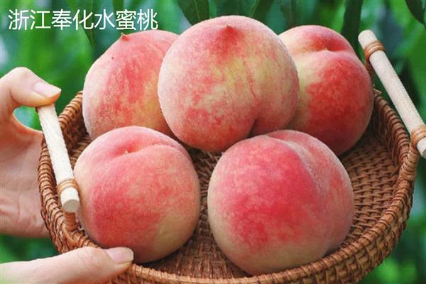 水蜜桃的花是什么颜色,是粉红色的