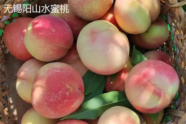 水蜜桃的花是什么颜色,是粉红色的