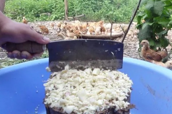 大蒜在养鸡中的作用，可杀菌消毒并提高产蛋量