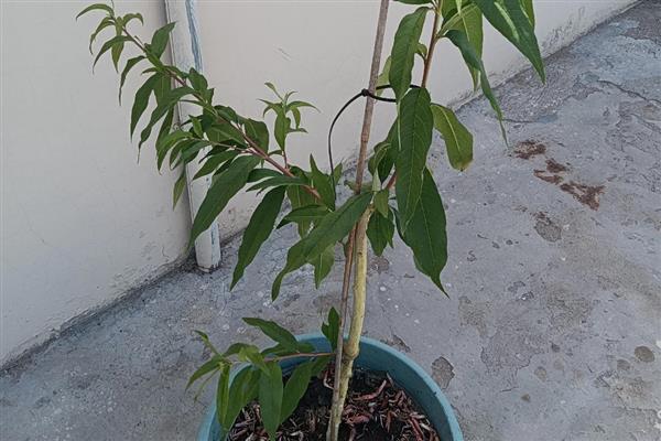 桃树开花能不能浇水，按照见干见湿的原则提供水分