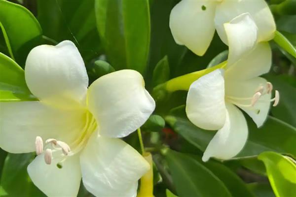 灰莉一直不开花的原因,可能是光照不足所致