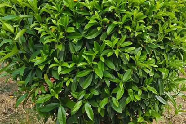 灰莉一直不开花的原因,可能是光照不足所致