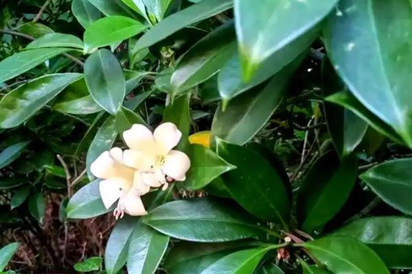 灰莉一直不开花的原因,可能是光照不足所致