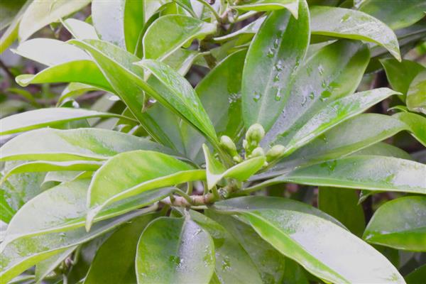 灰莉一直不开花的原因,可能是光照不足所致