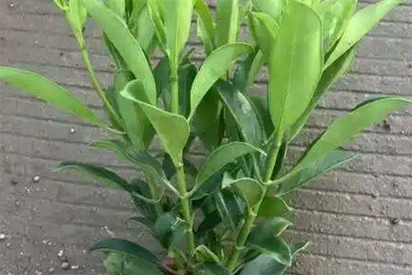 灰莉一直不开花的原因,可能是光照不足所致